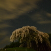 桜～星夜の丘に咲き誇る