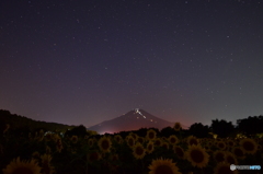 星空の下の向日葵畑から富士を望む