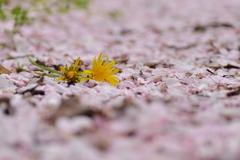 こぼれ桜と黄色の落とし物