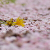 こぼれ桜と黄色の落とし物
