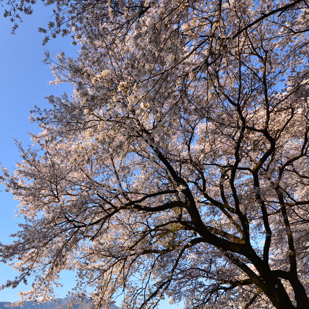 桜