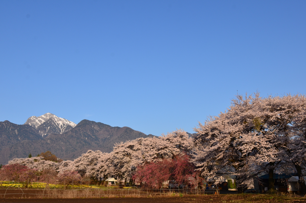 桜に甲斐駒