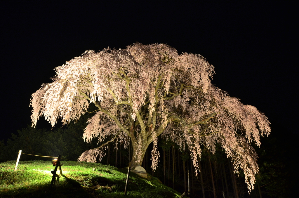 孤高の一本桜