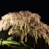 孤高の一本桜