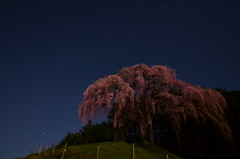 星降る丘の桜色
