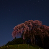 星降る丘の桜色