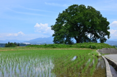 風は大樹を揺らし～悠久の彼方へ