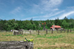 IMG4736