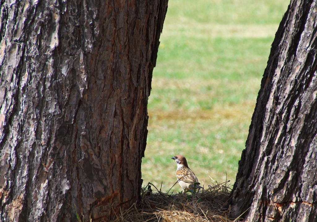 Tree Sparrow