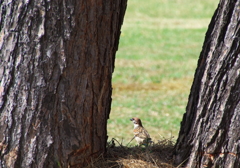 Tree Sparrow