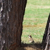 Tree Sparrow