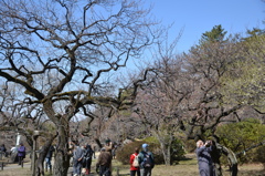 満開を待ち望む人々