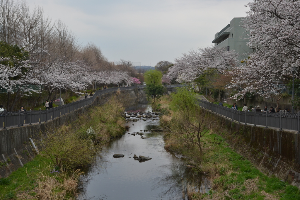 いたち川沿いの桜