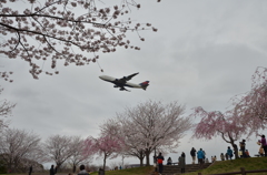 桜と飛行機