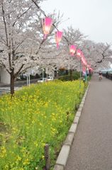 桜，菜の花，ぼんぼり