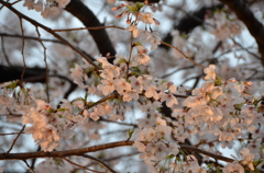 照らされた桜