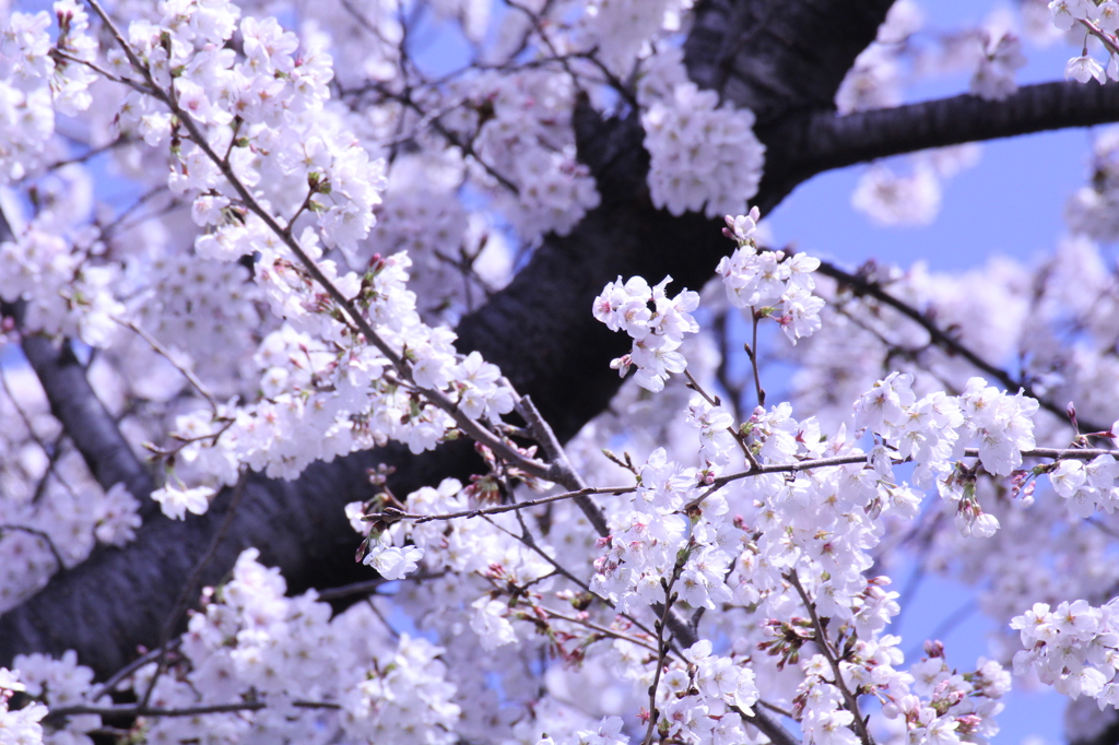 桜