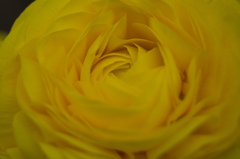 黄色の花３