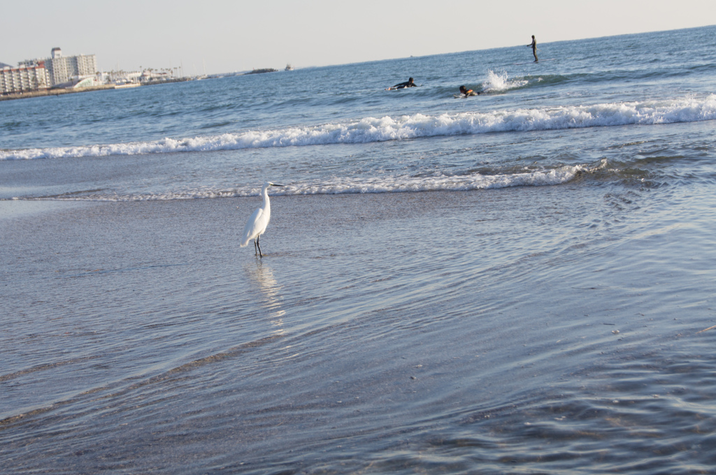 海にすみつく鳥