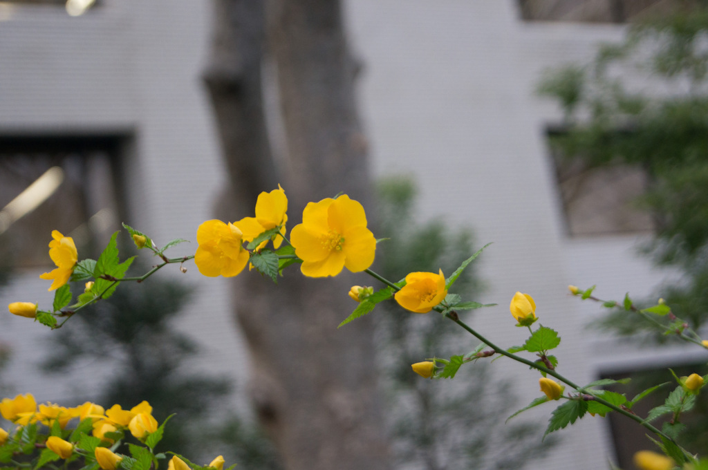 黄色の花２