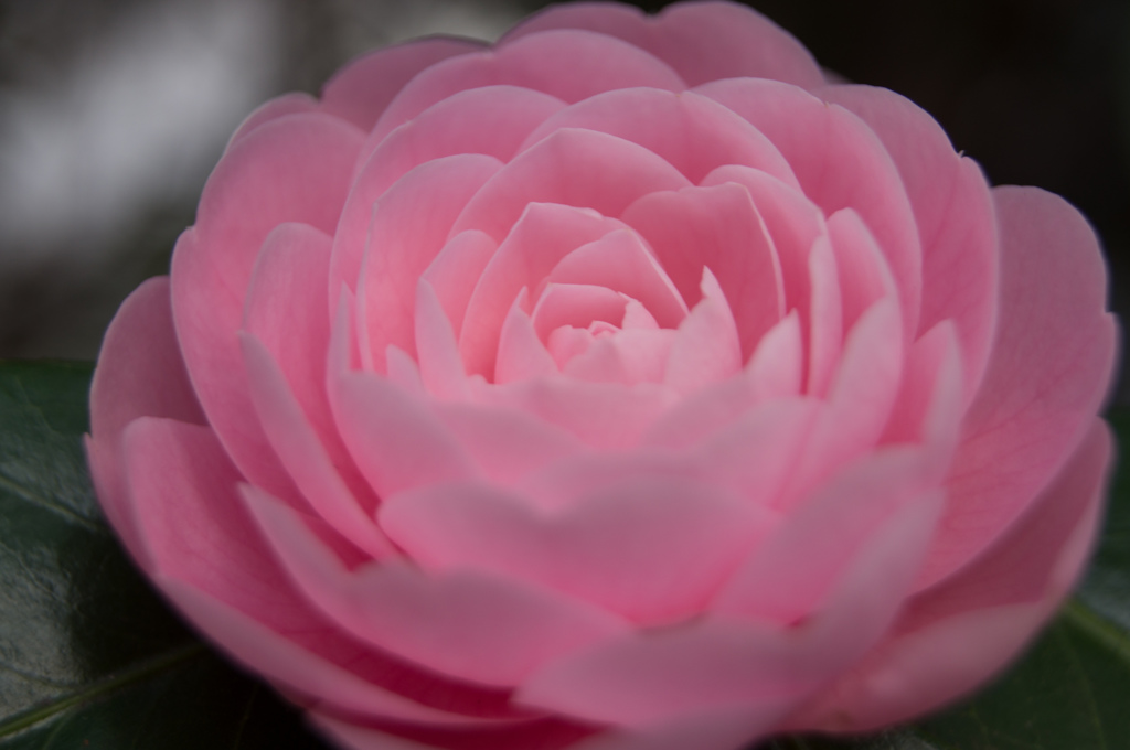 ピンクの花