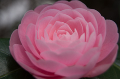 ピンクの花