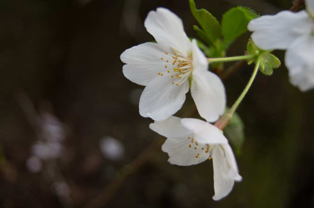桜のかたまり