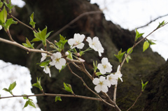 小さな桜