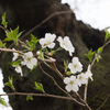 小さな桜