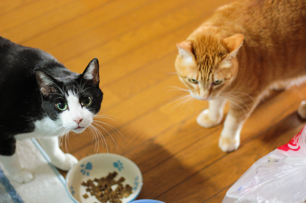 食事２
