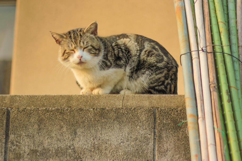 野良猫