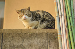 野良猫