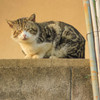 野良猫