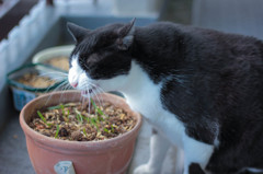 草食系猫２