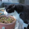草食系猫２
