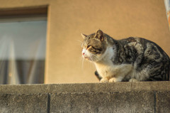 野良猫