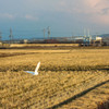 野鳥
