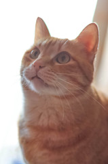 光を背負った猫