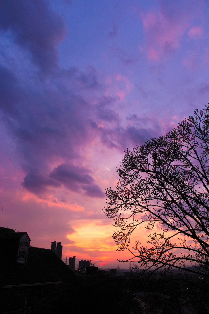 紫雲