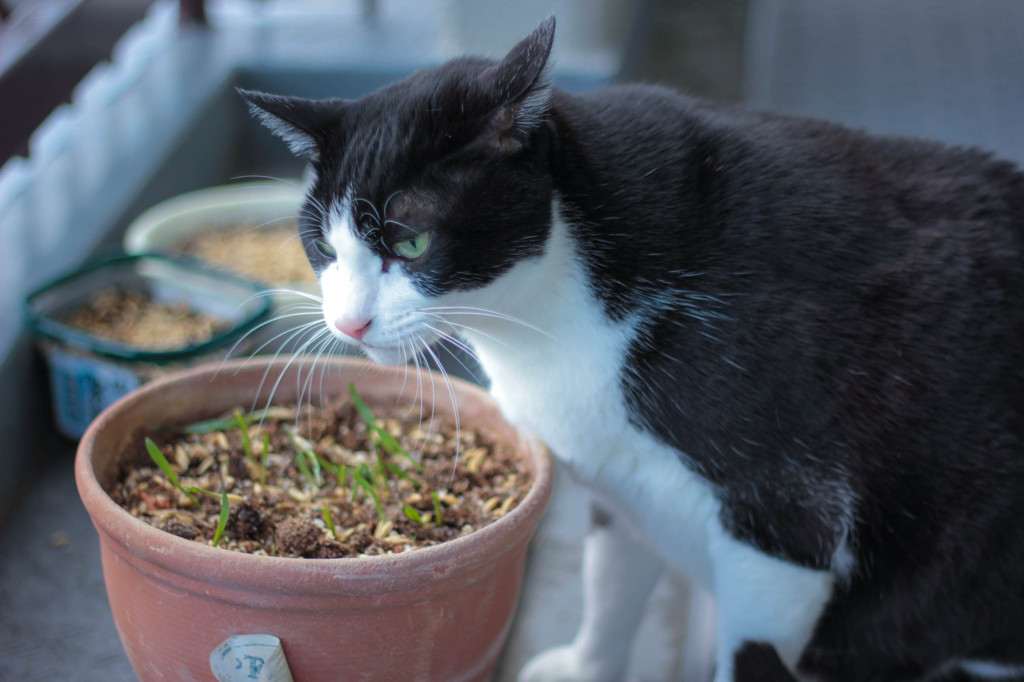 草食系猫