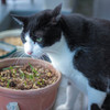 草食系猫