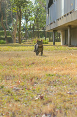 日向の猫