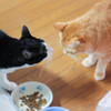 食事