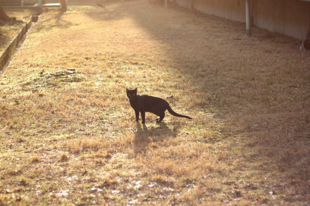夕日を背にする猫