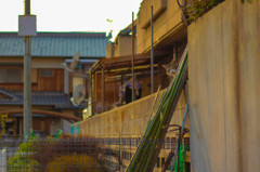 野良猫