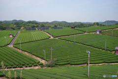 福岡　八女の茶畑
