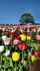 桜を追いかけていたら