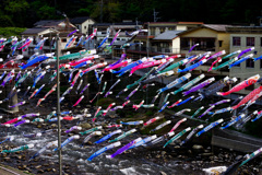 杖立「鯉のぼり祭り」