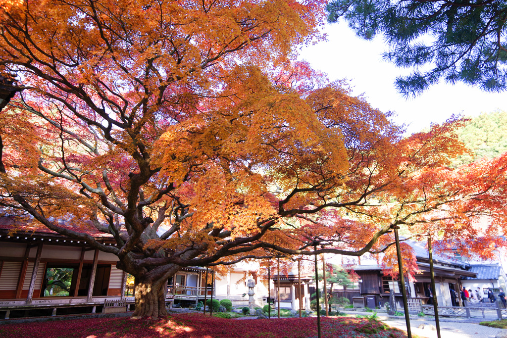 雷山千如寺大悲王院１