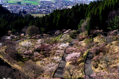 高森峠の千本桜